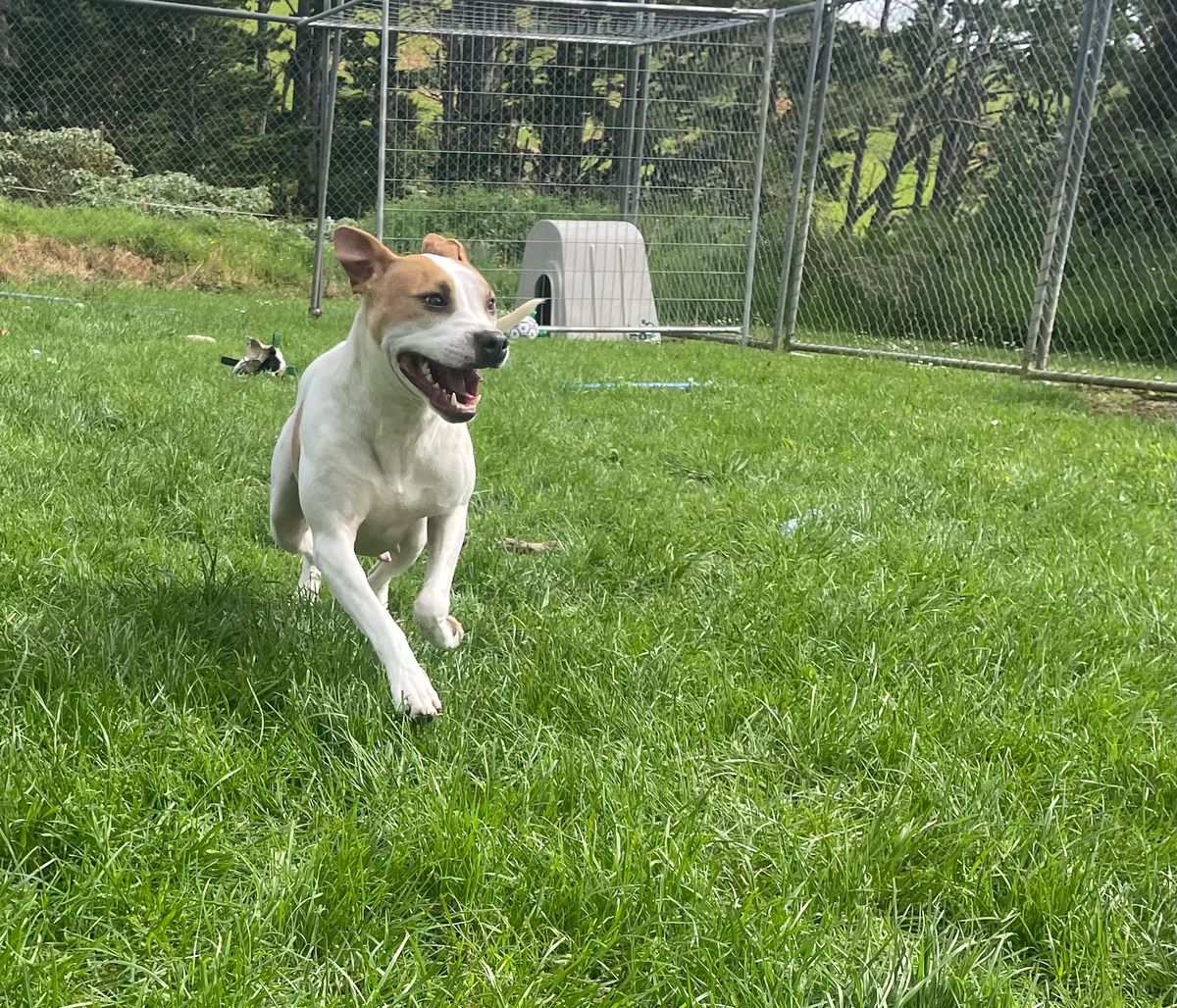 Gallery image: Ginger