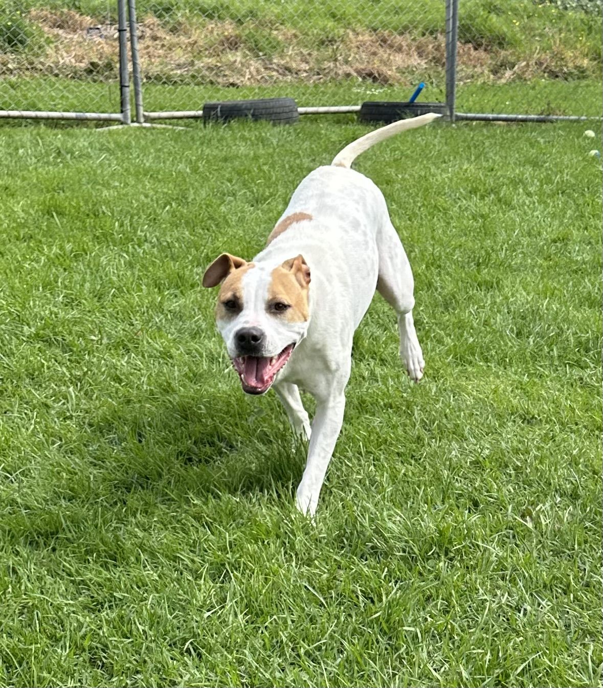 Gallery image: Ginger