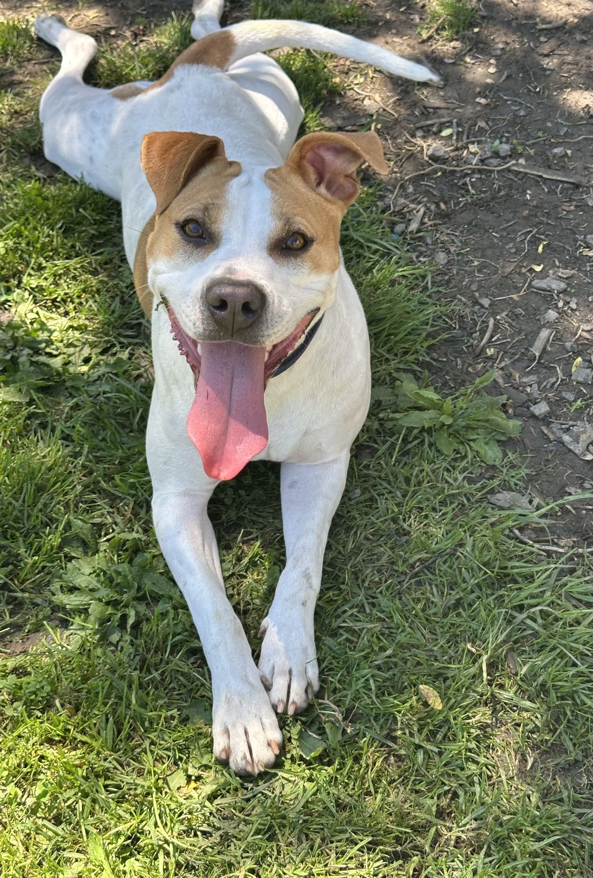 Gallery image: Ginger