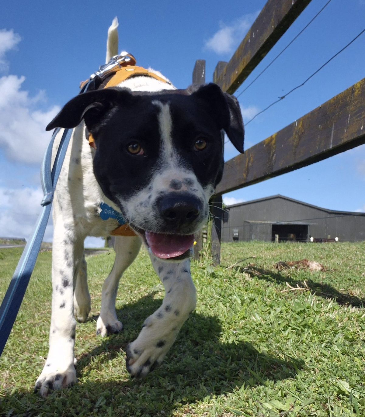 Gallery image: Zorro