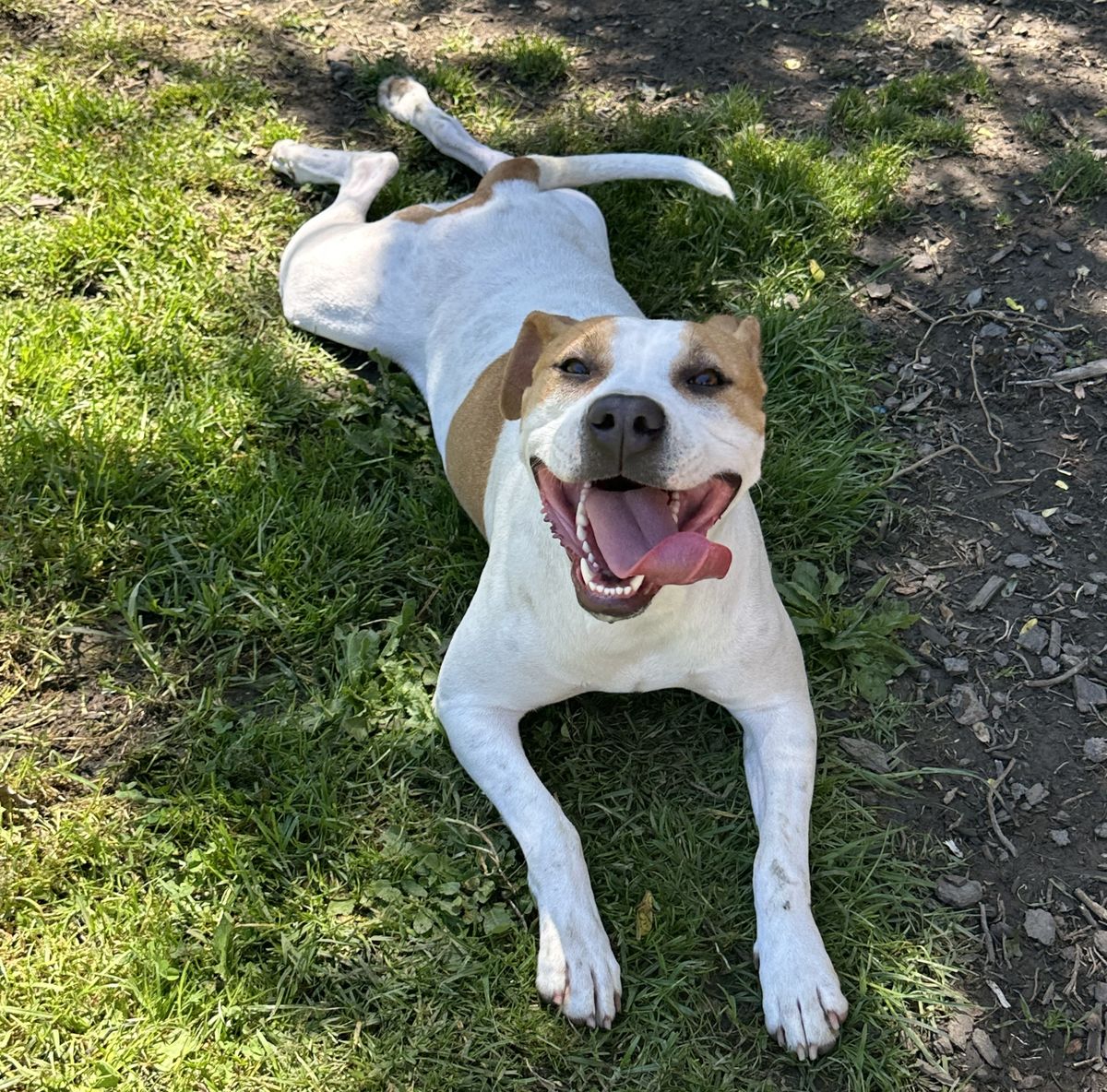 Gallery image: Ginger