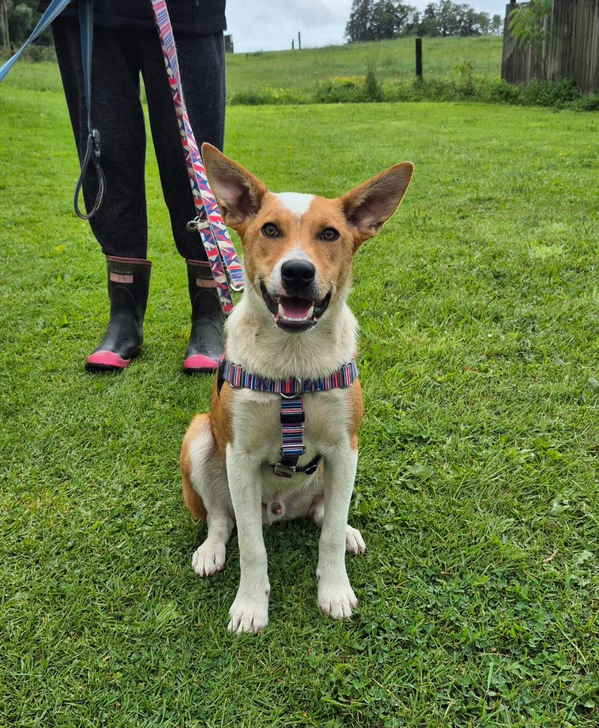 Gallery image: Fudge