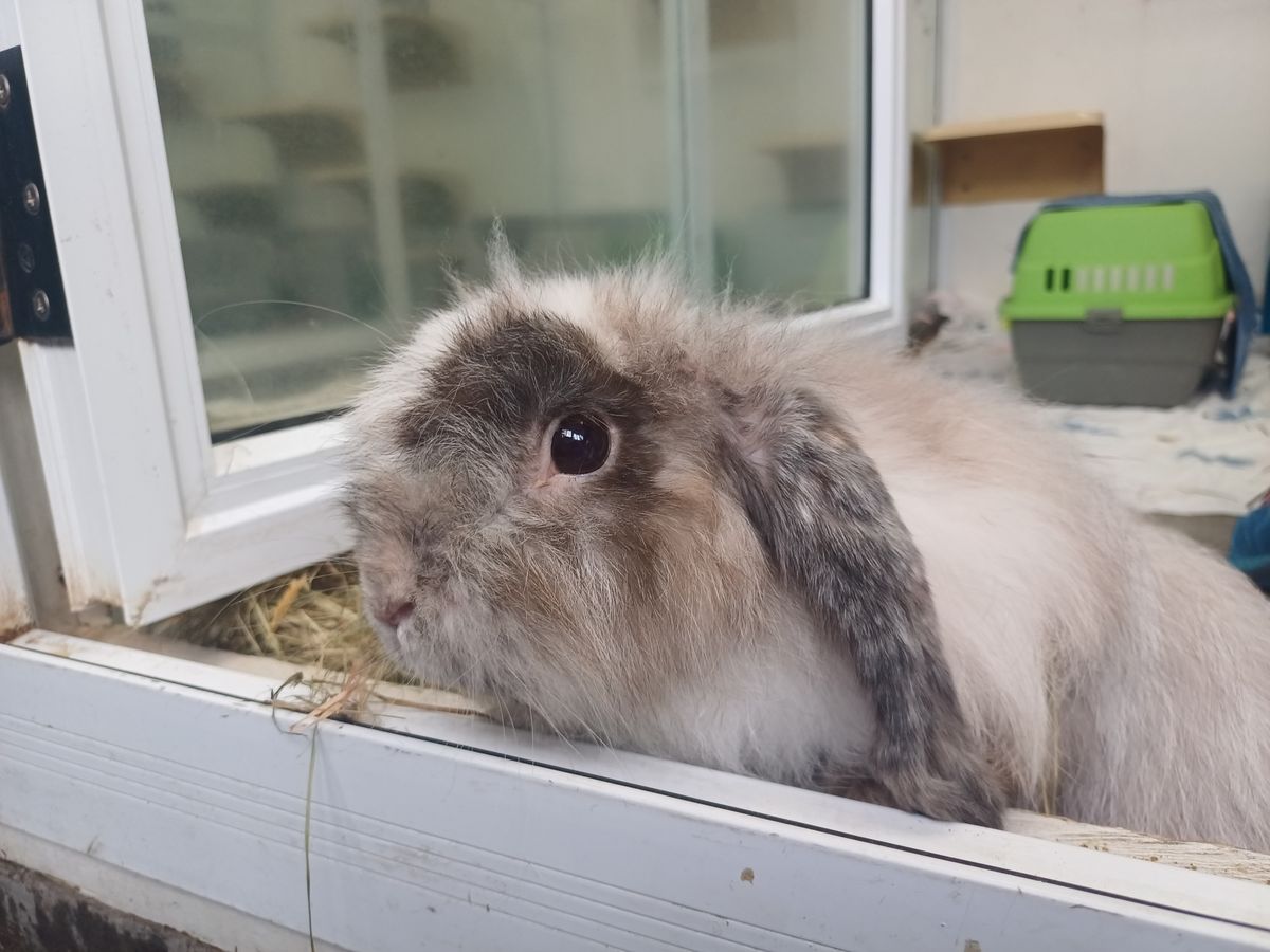 Gallery image: Khal Drogo