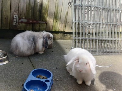 Daenerys - Cashmere Lop
