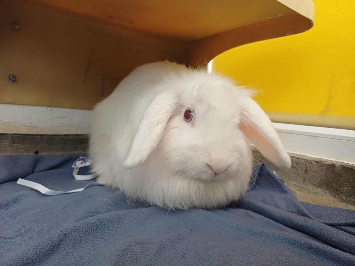 Gallery image: Daenerys