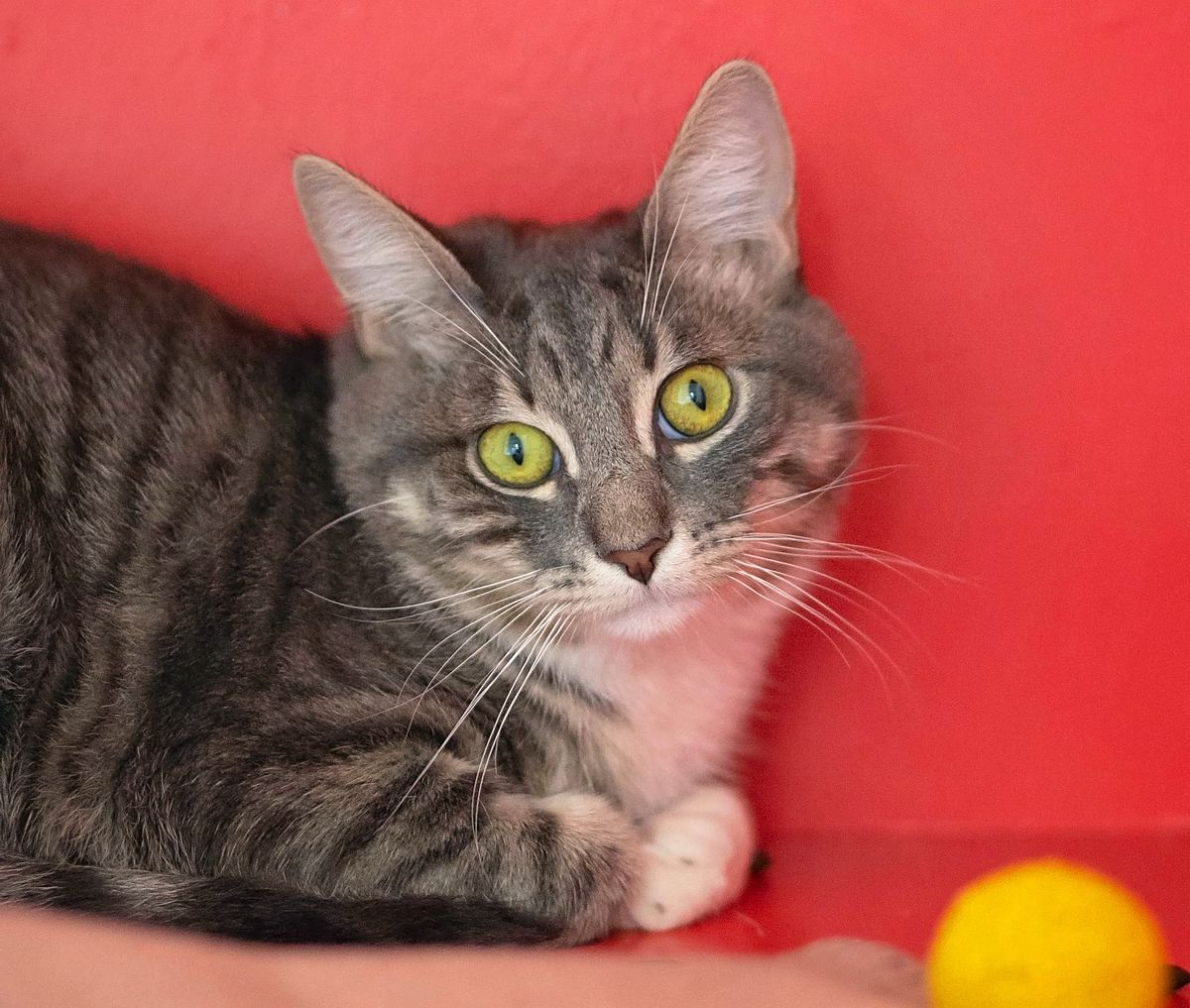 Gallery image: Colin