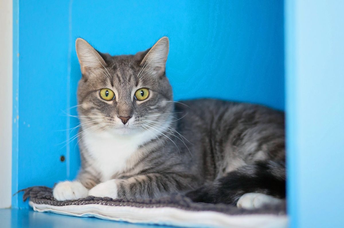 Gallery image: Colin