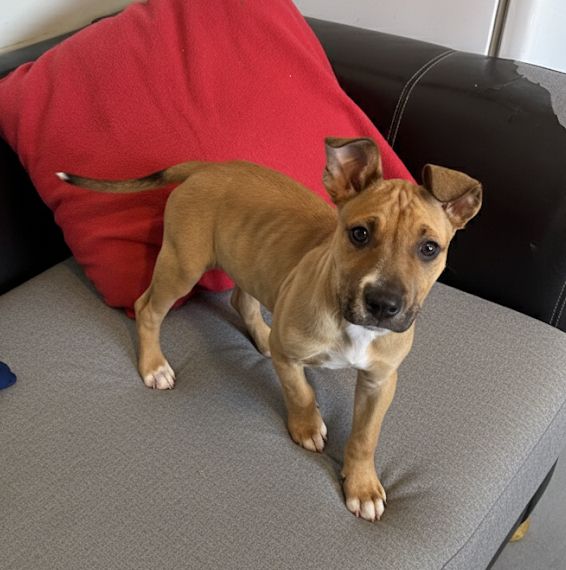 Gallery image: Aries