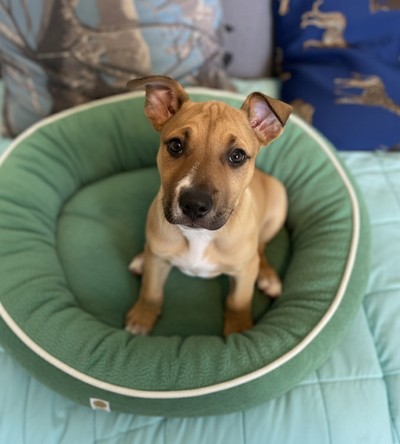 Aries - Medium Cross Breed