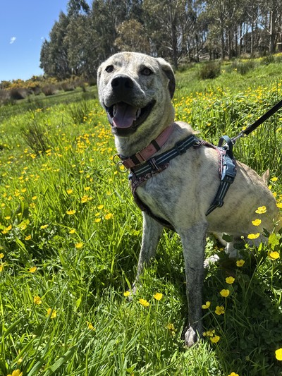 Shilo - Neapolitan Mastiff