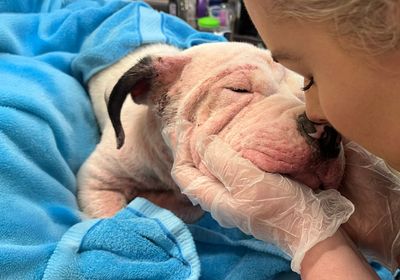 Meet Dante, rescued from his own personal inferno