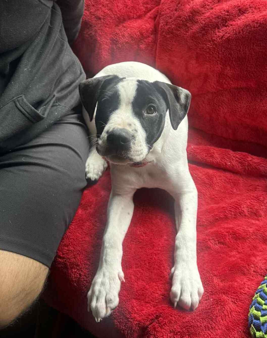 Gallery image: Archer