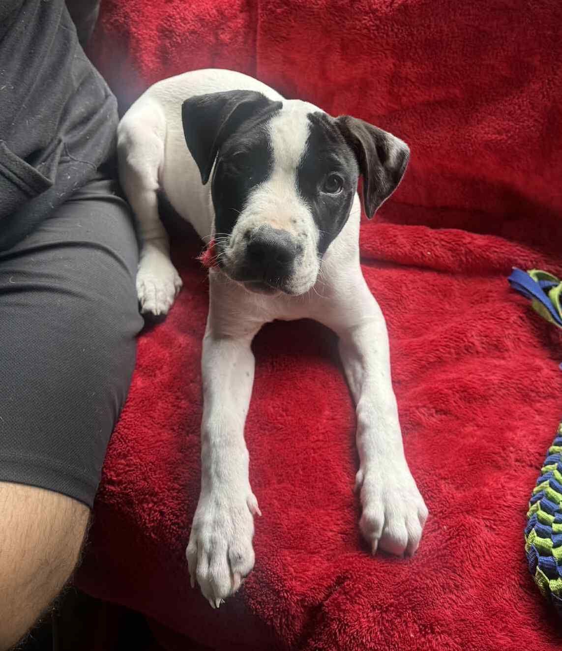 Gallery image: Archer