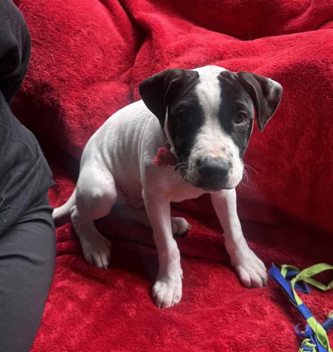 Gallery image: Archer