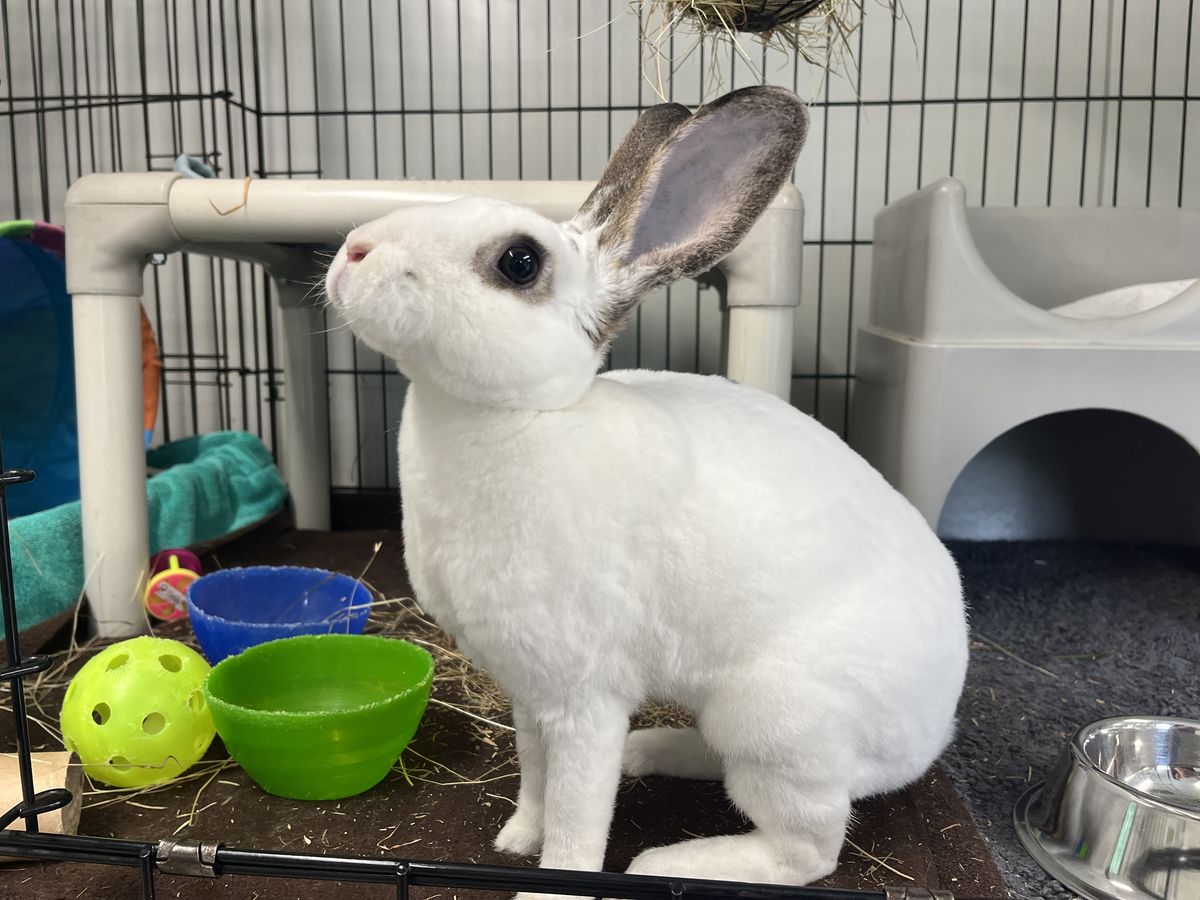 Gallery image: Porcelain