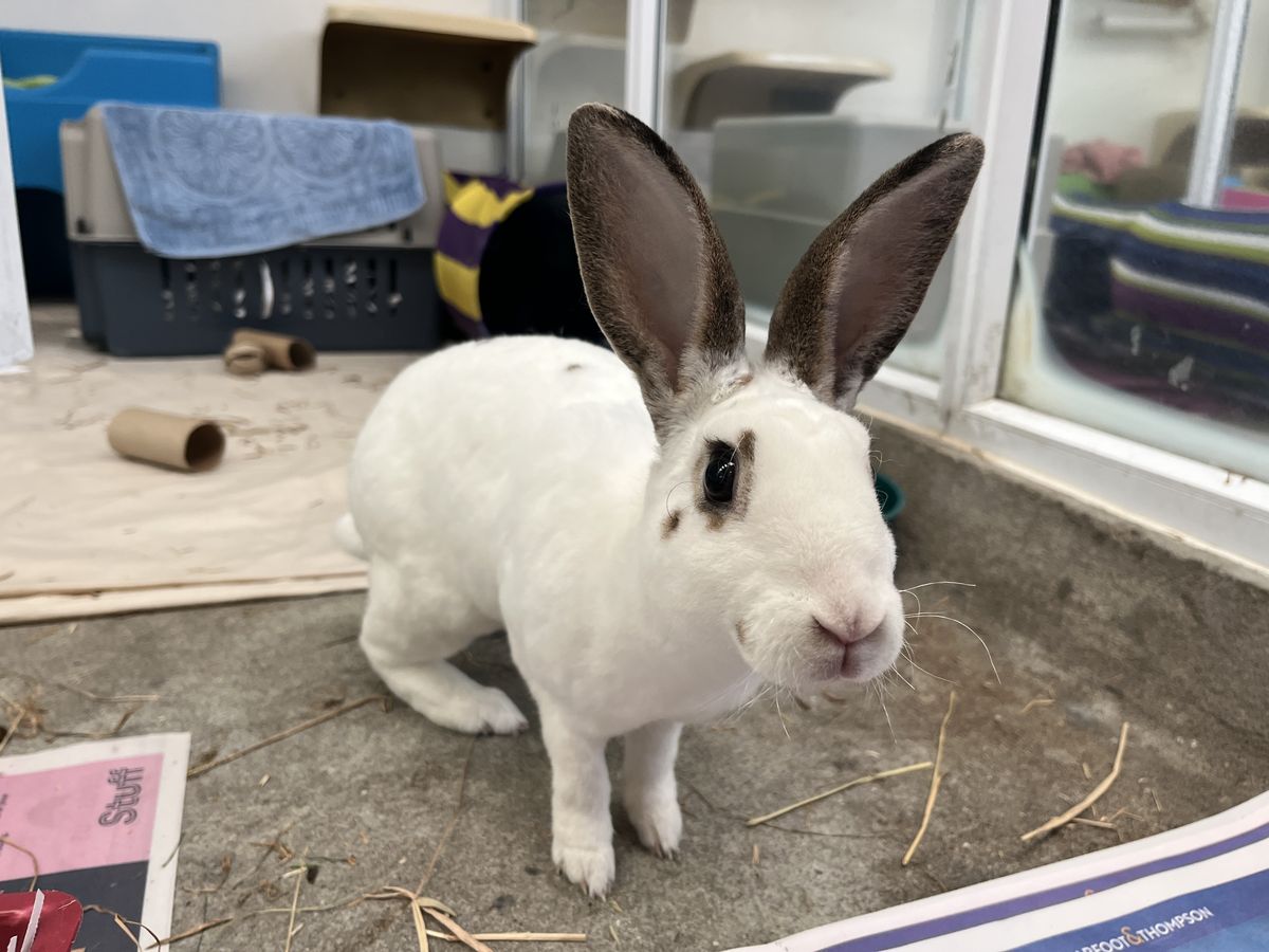 Gallery image: Porcelain