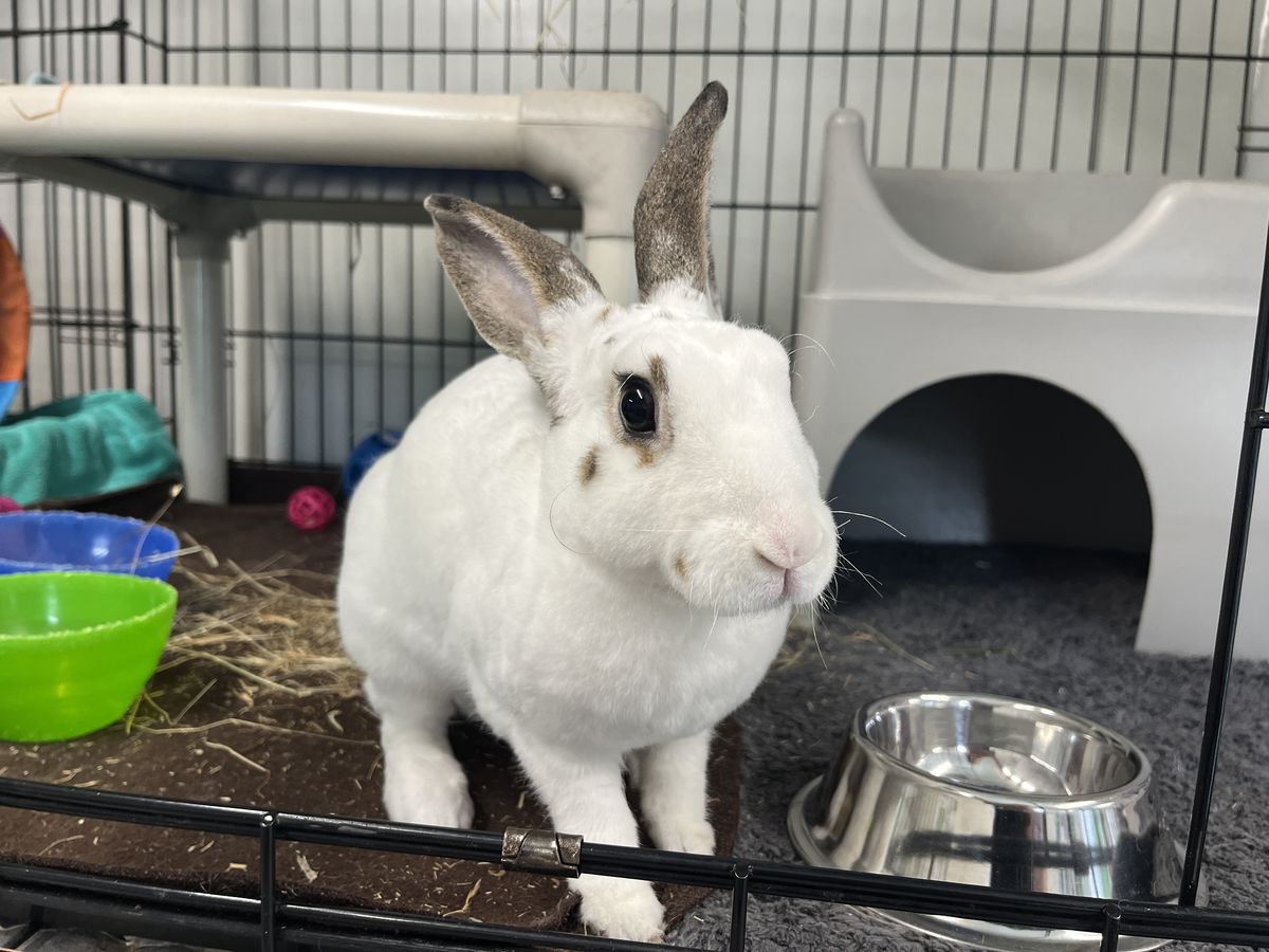 Gallery image: Porcelain