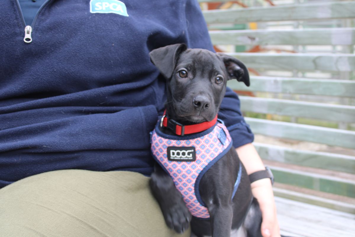 Gallery image: Pepper