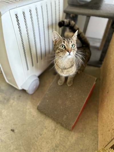 Tweety - Domestic Short Hair