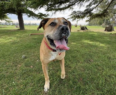 Ruby - American Staffy