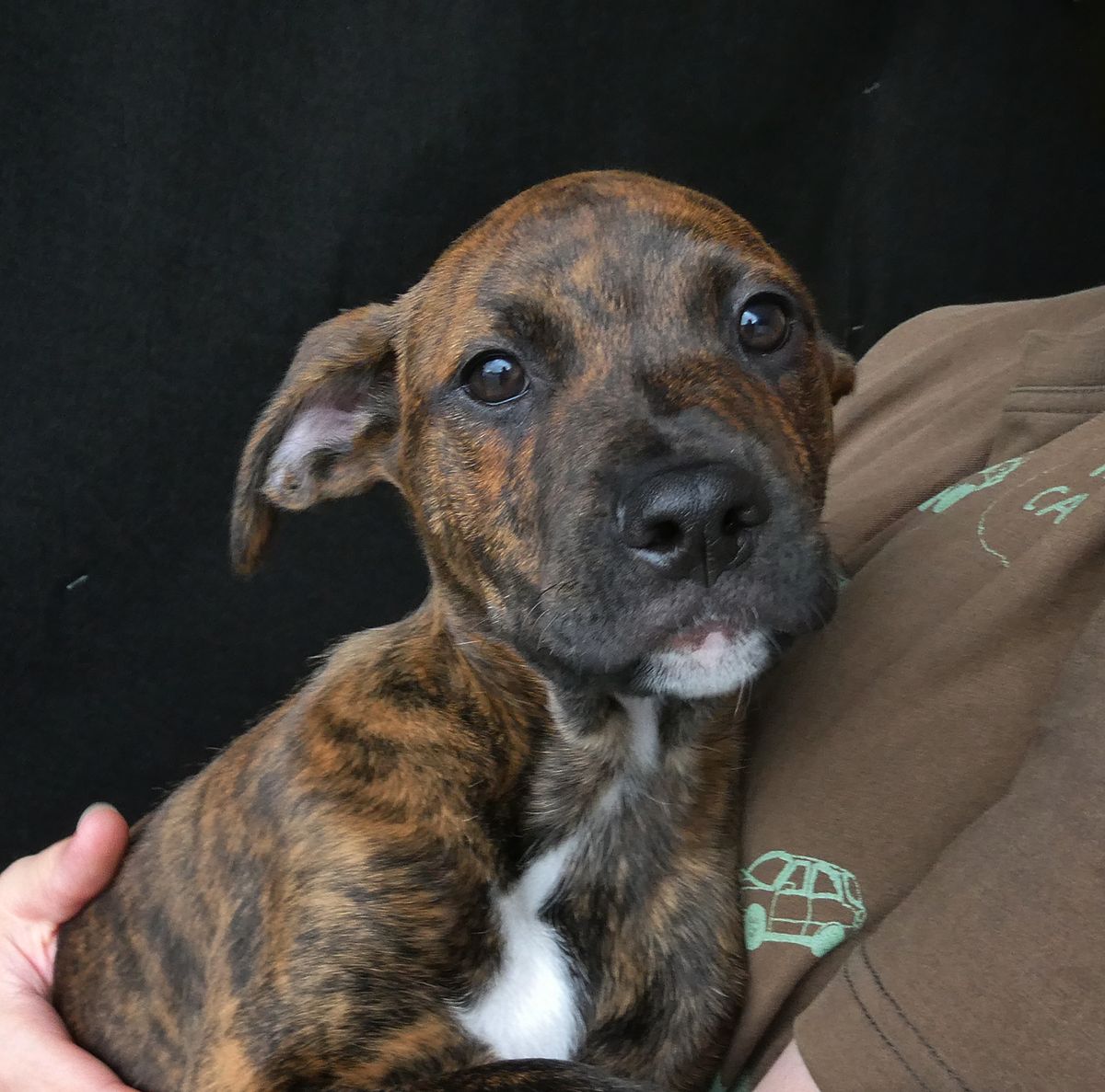 Gallery image: Ghibli