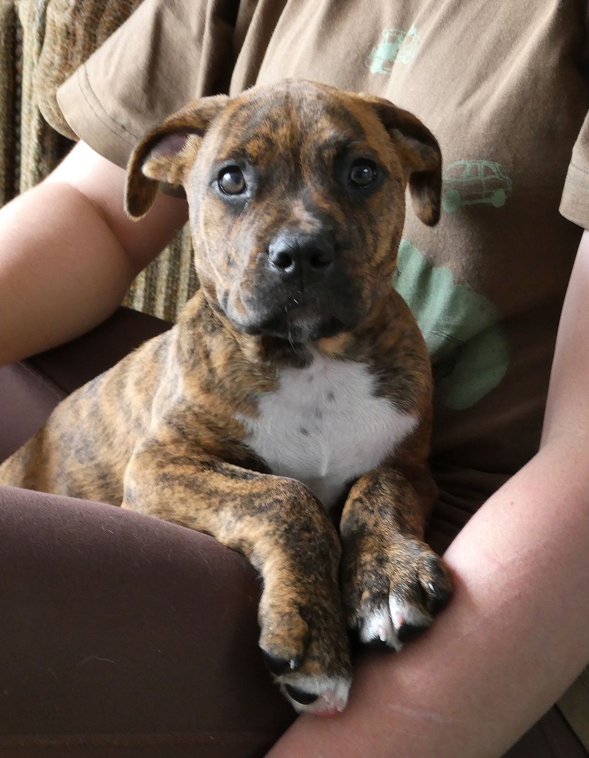 Gallery image: Camaro