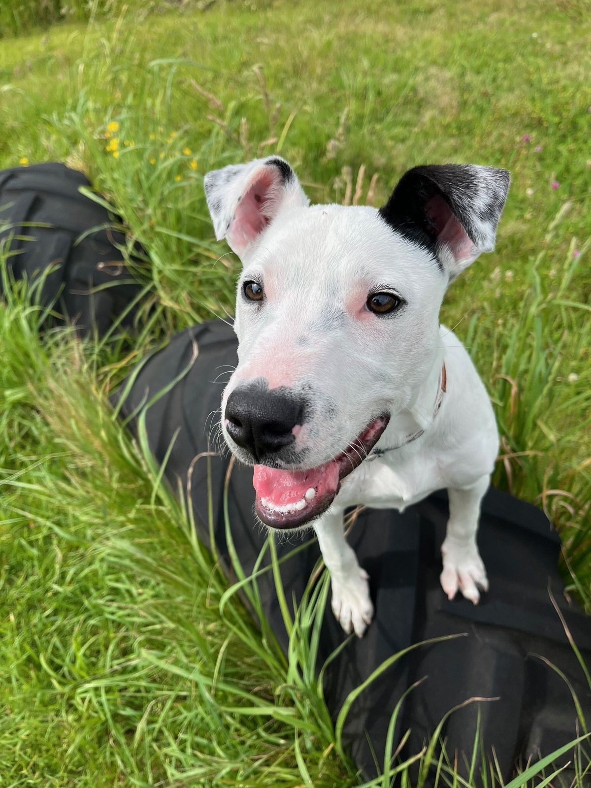 Gallery image: Dexter