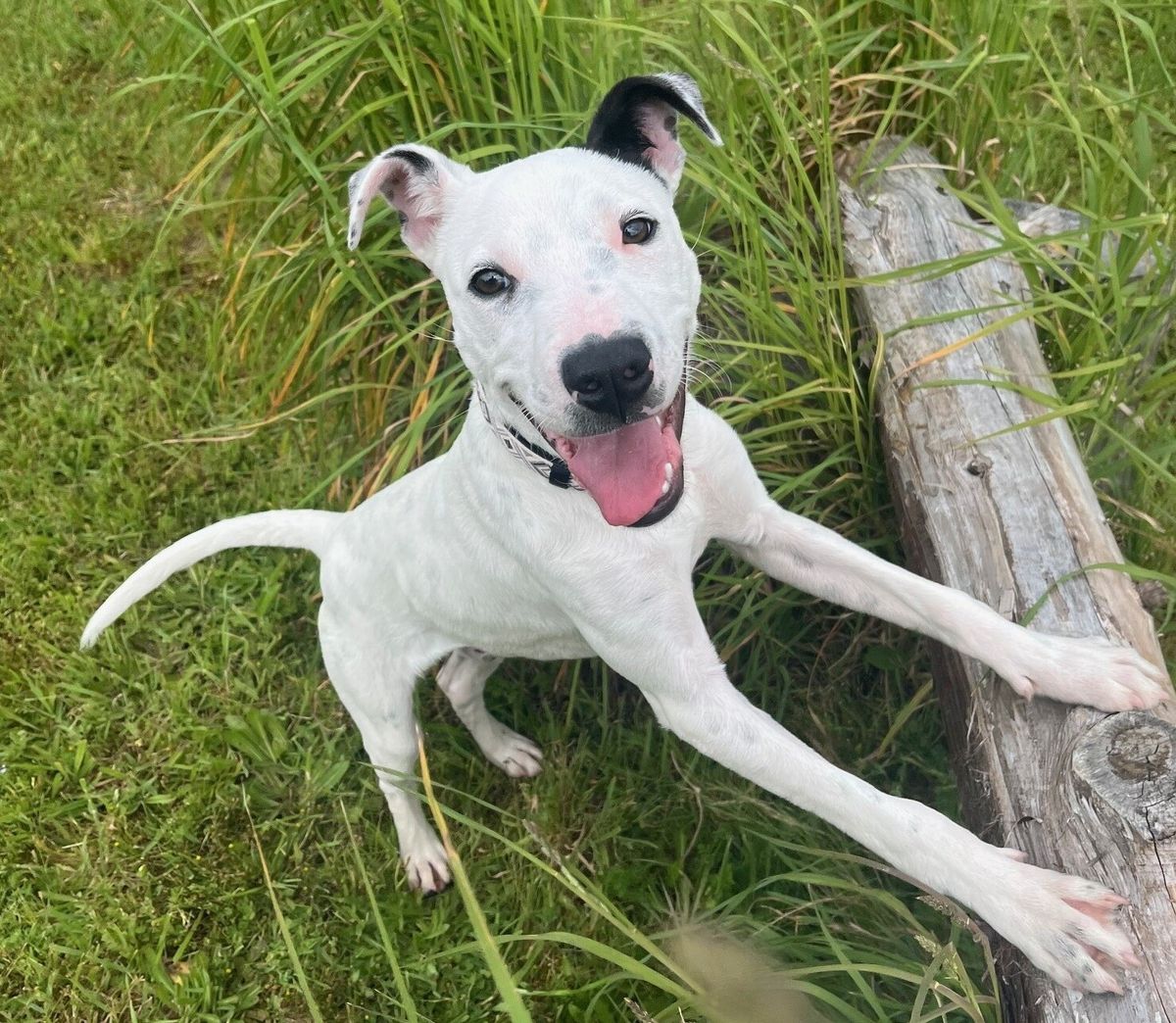 Gallery image: Dexter