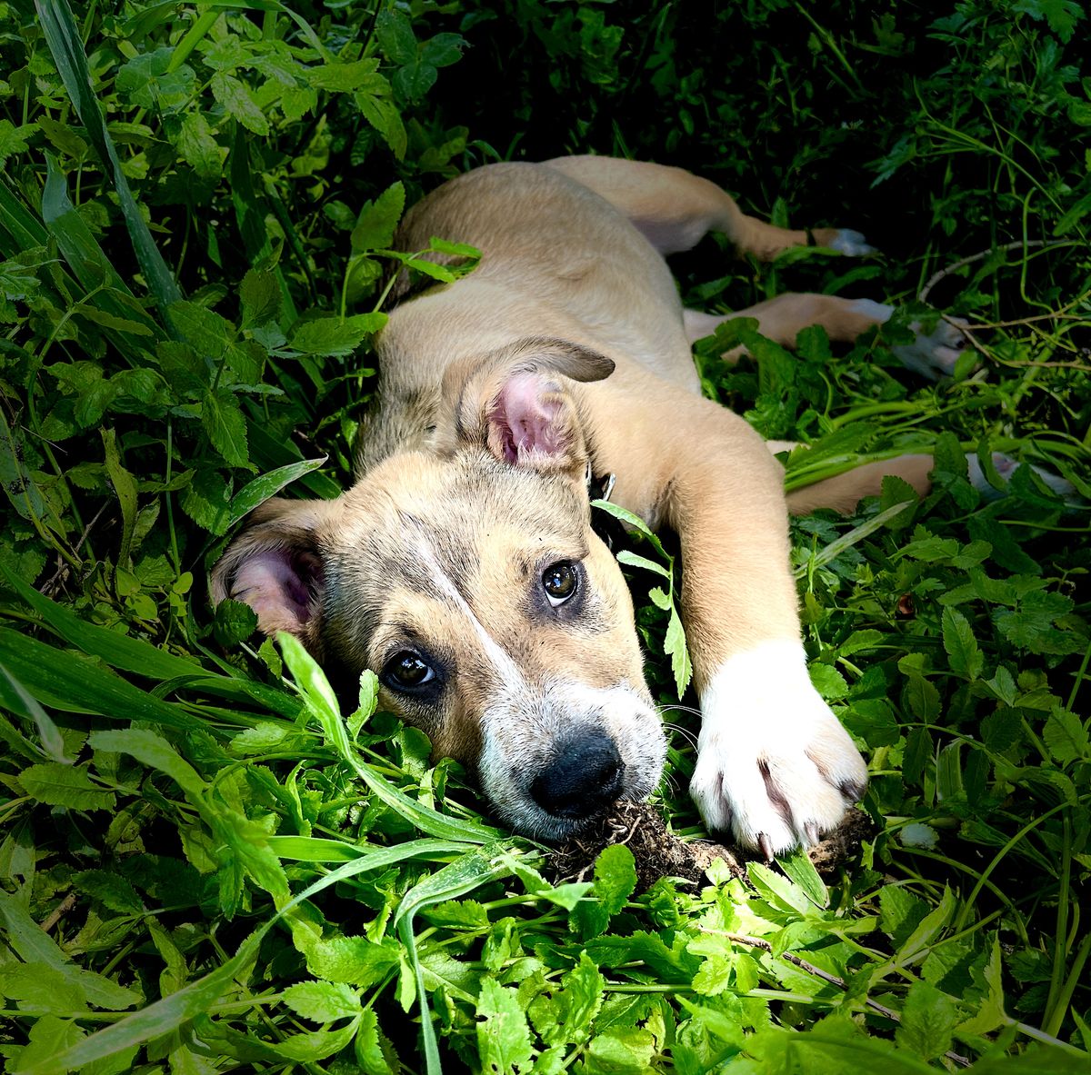 Gallery image: Gemini