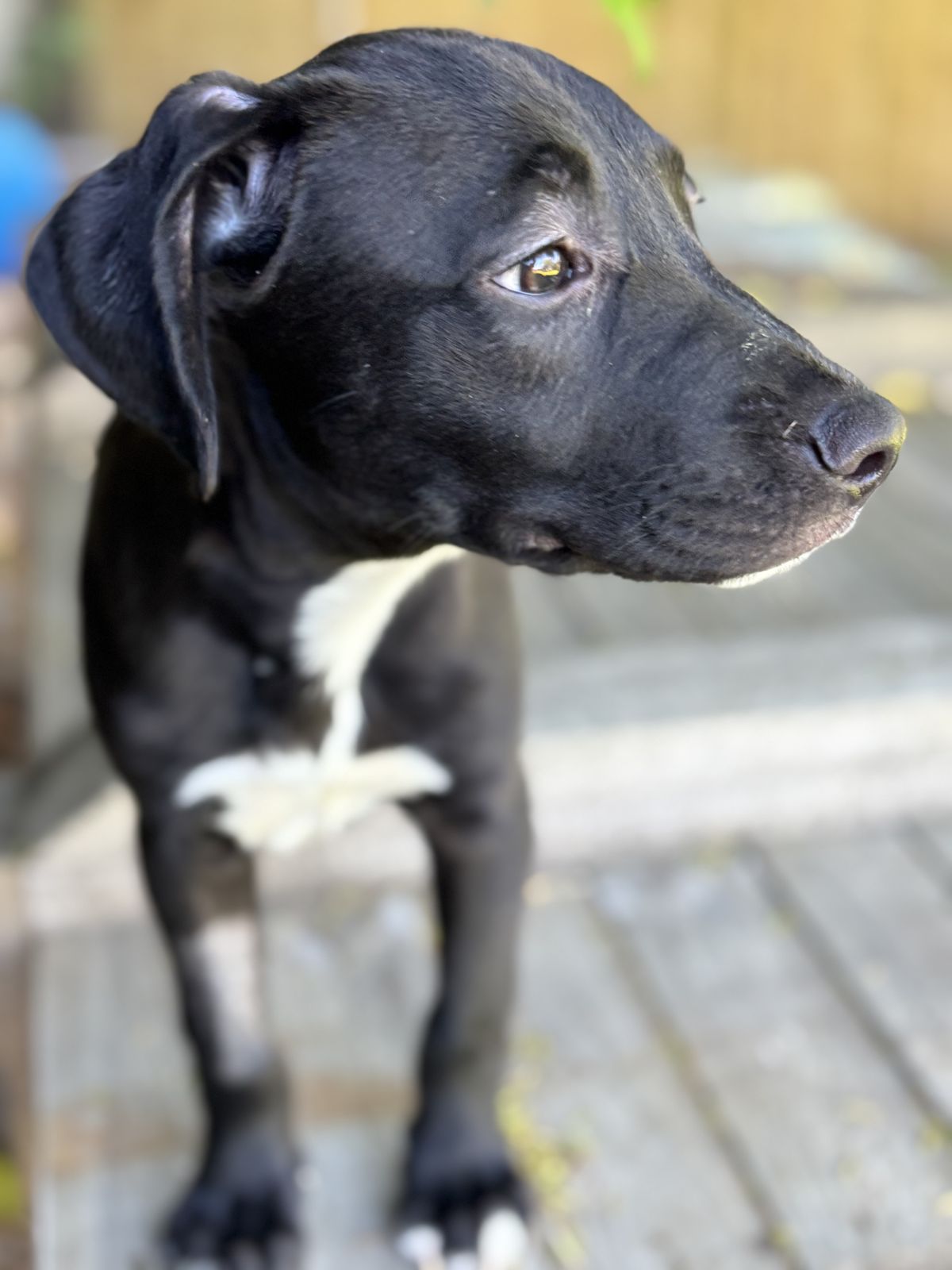 Gallery image: Randy