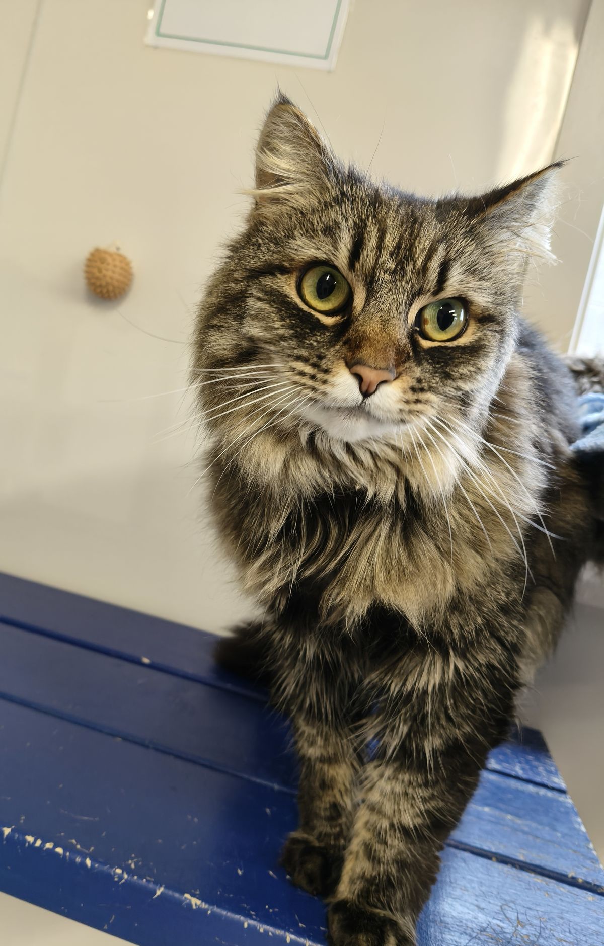 Gallery image: Dixie