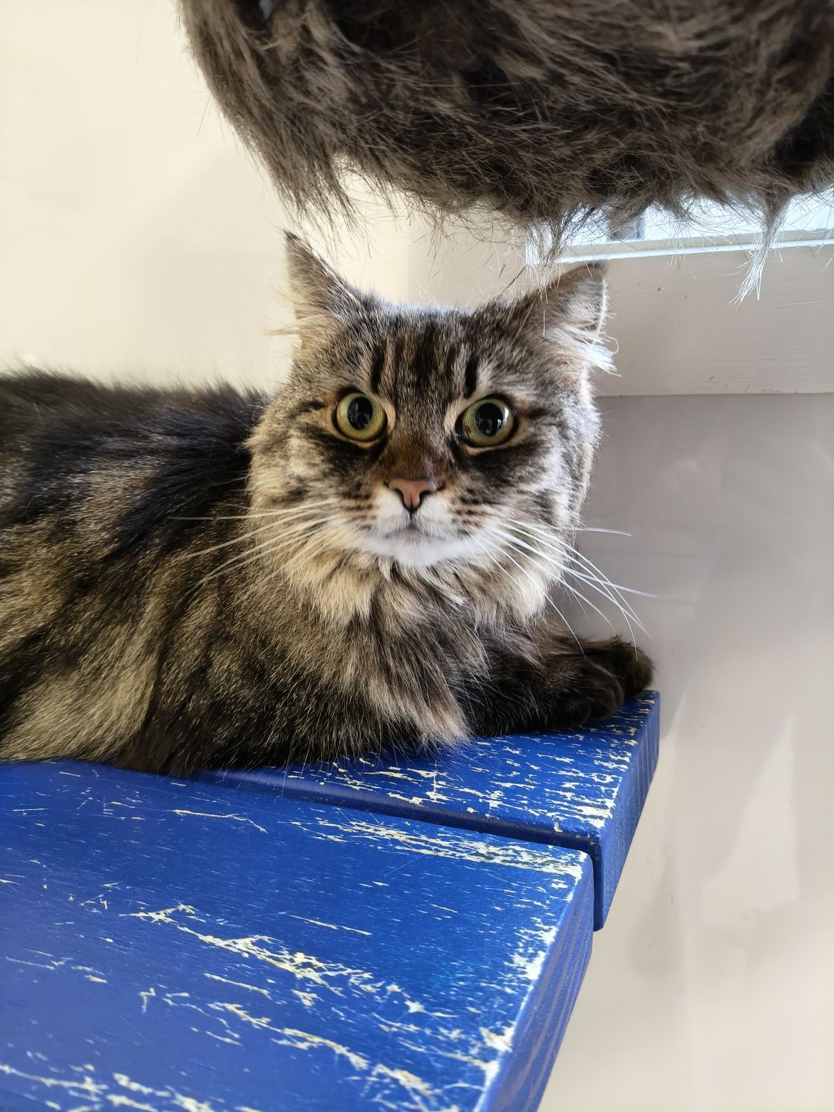 Gallery image: Dixie