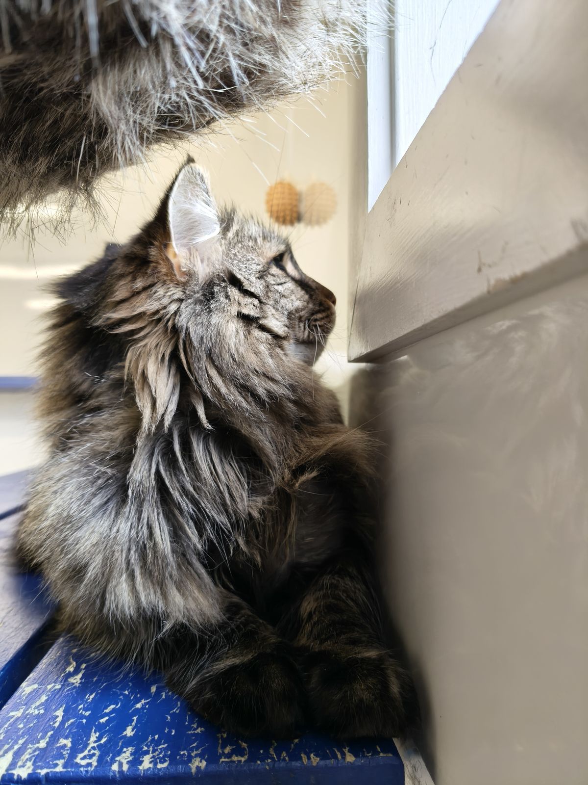 Gallery image: Dixie