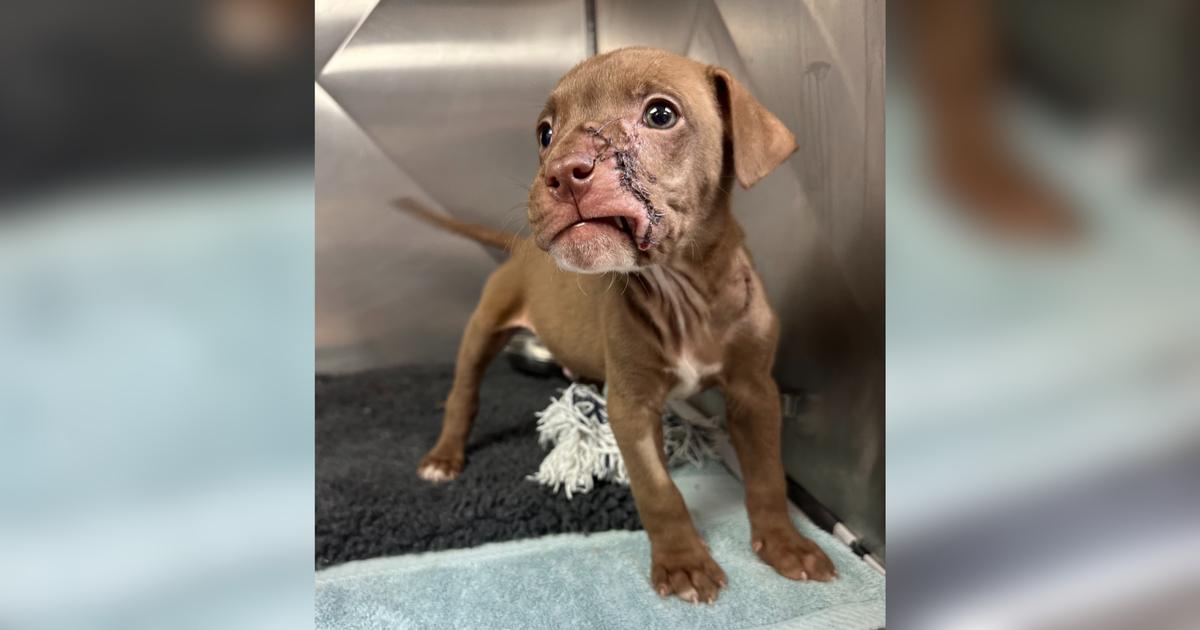 Maverick: from fearful and trembling to bouncy and wriggly