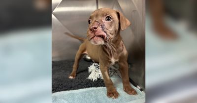 Maverick: from fearful and trembling to bouncy and wriggly