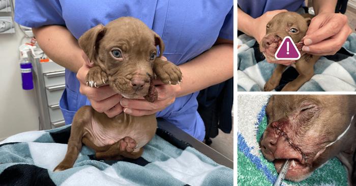 Maverick’s tiny body has been through so much