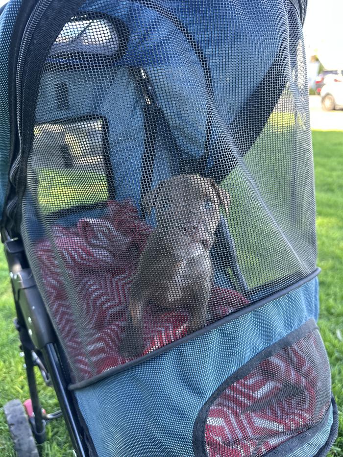 Small puppy sitting inside pram