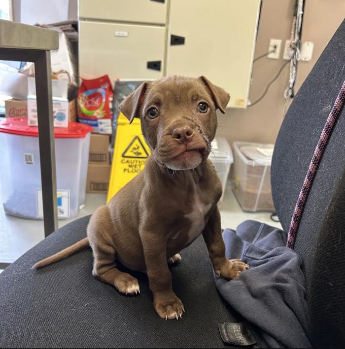 Puppy sitting on chair