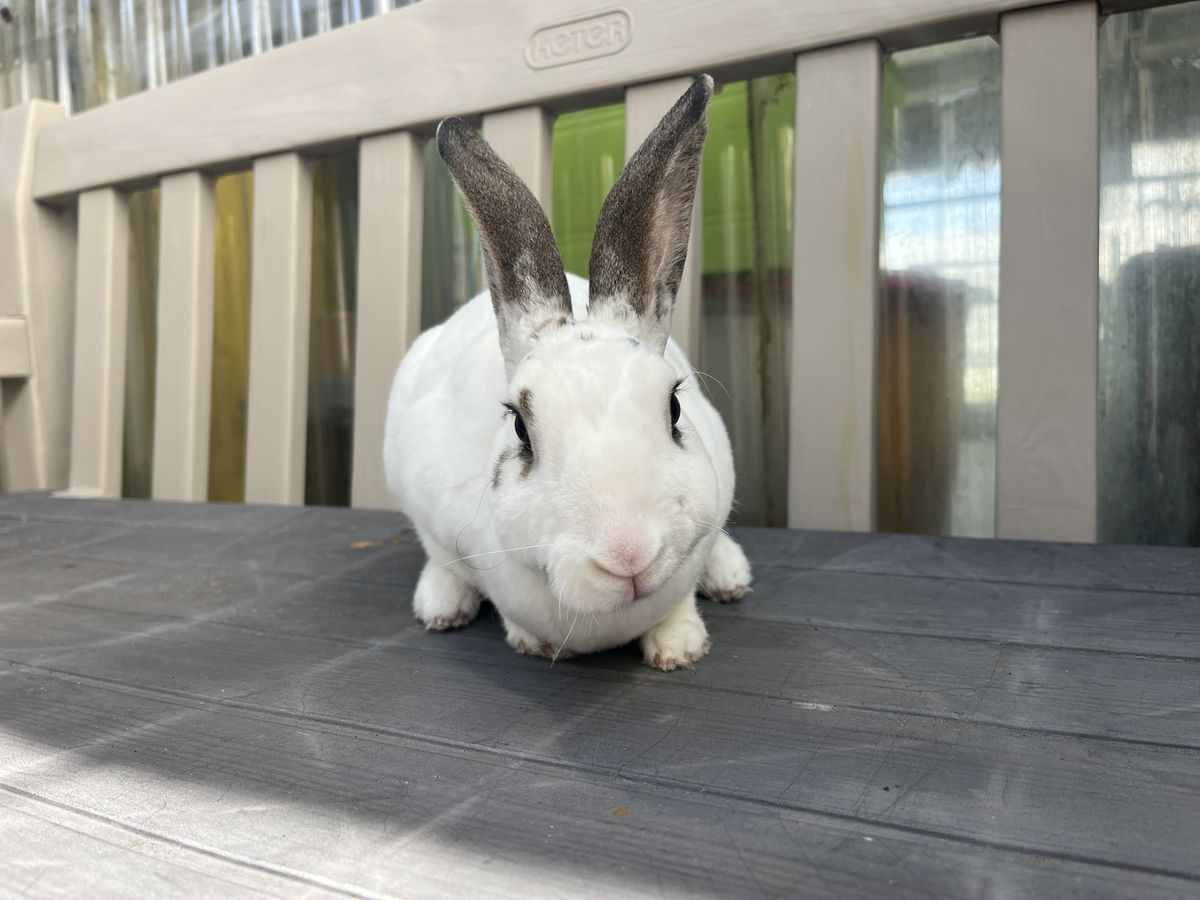 Gallery image: Porcelain