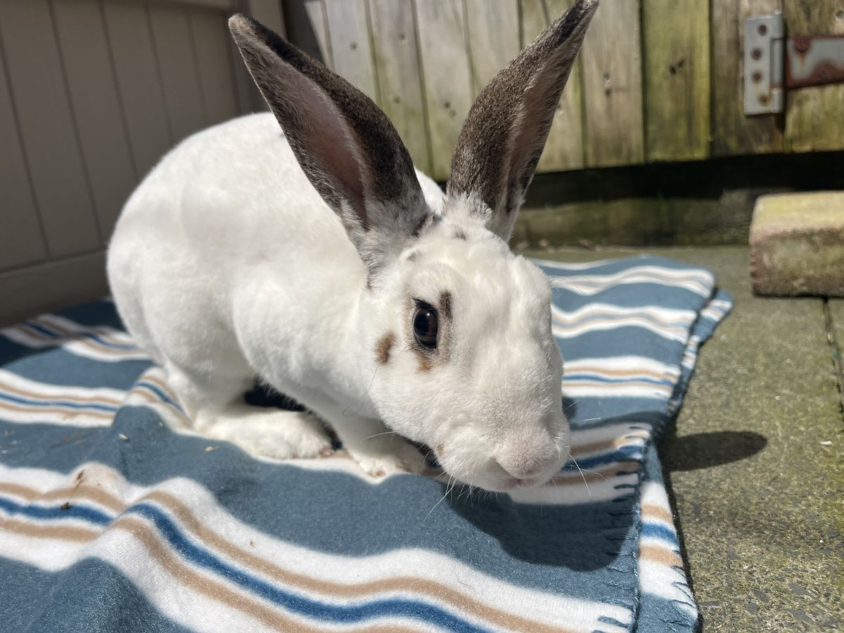 Gallery image: Porcelain