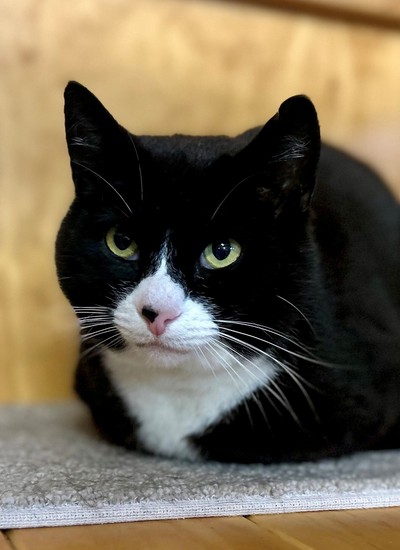 Buggy - Domestic Short Hair