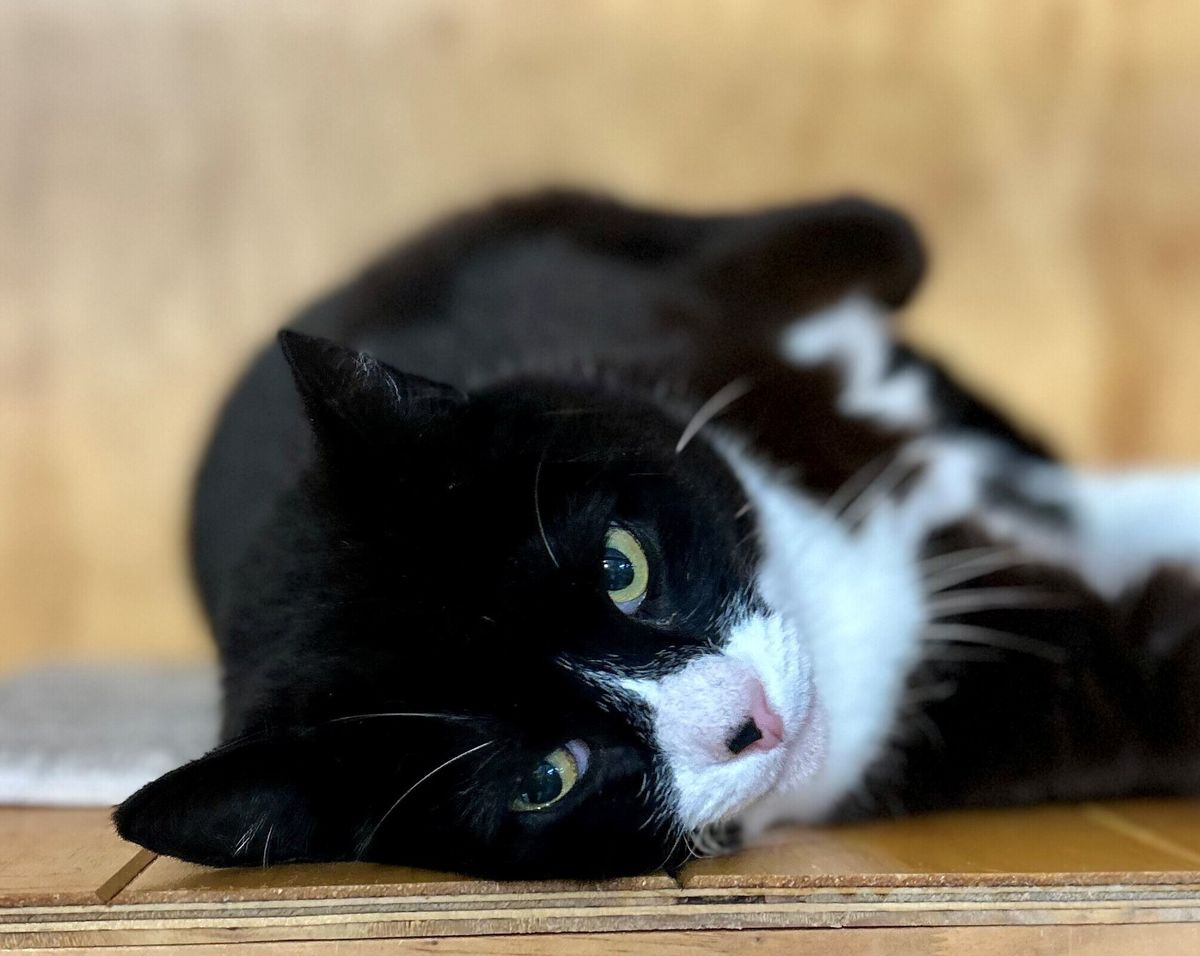 Gallery image: Buggy