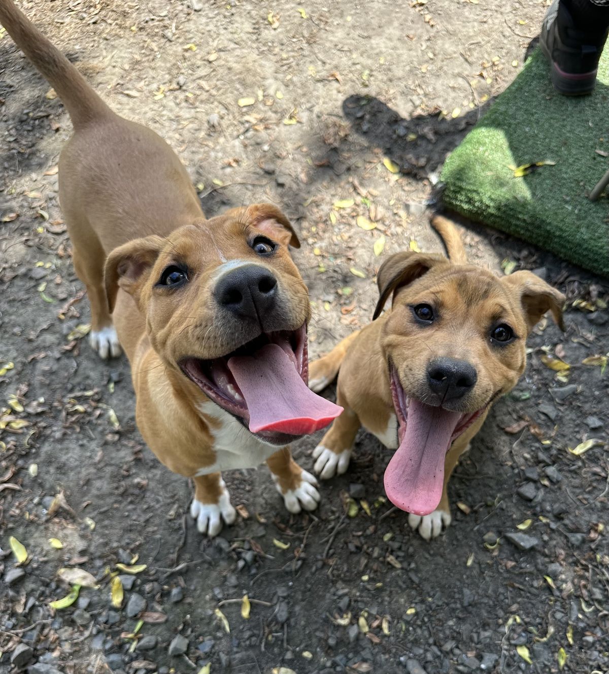 Gallery image: Grape