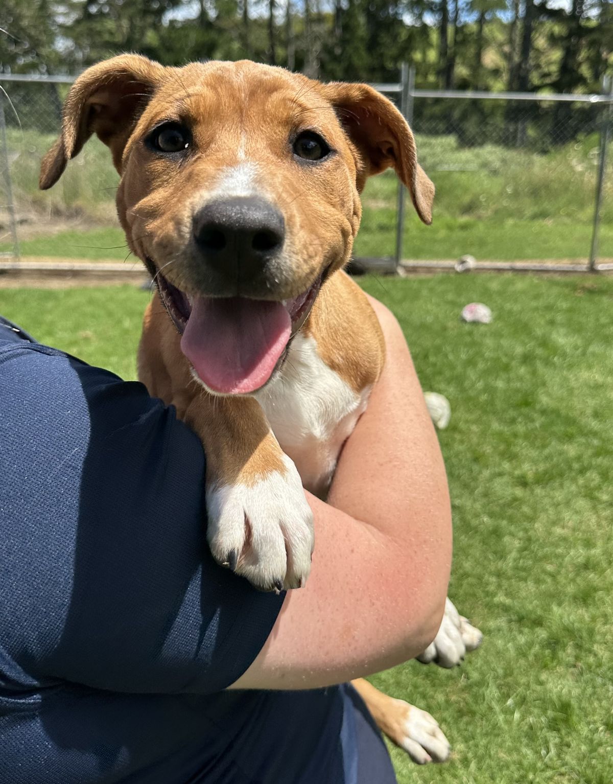 Gallery image: Grape