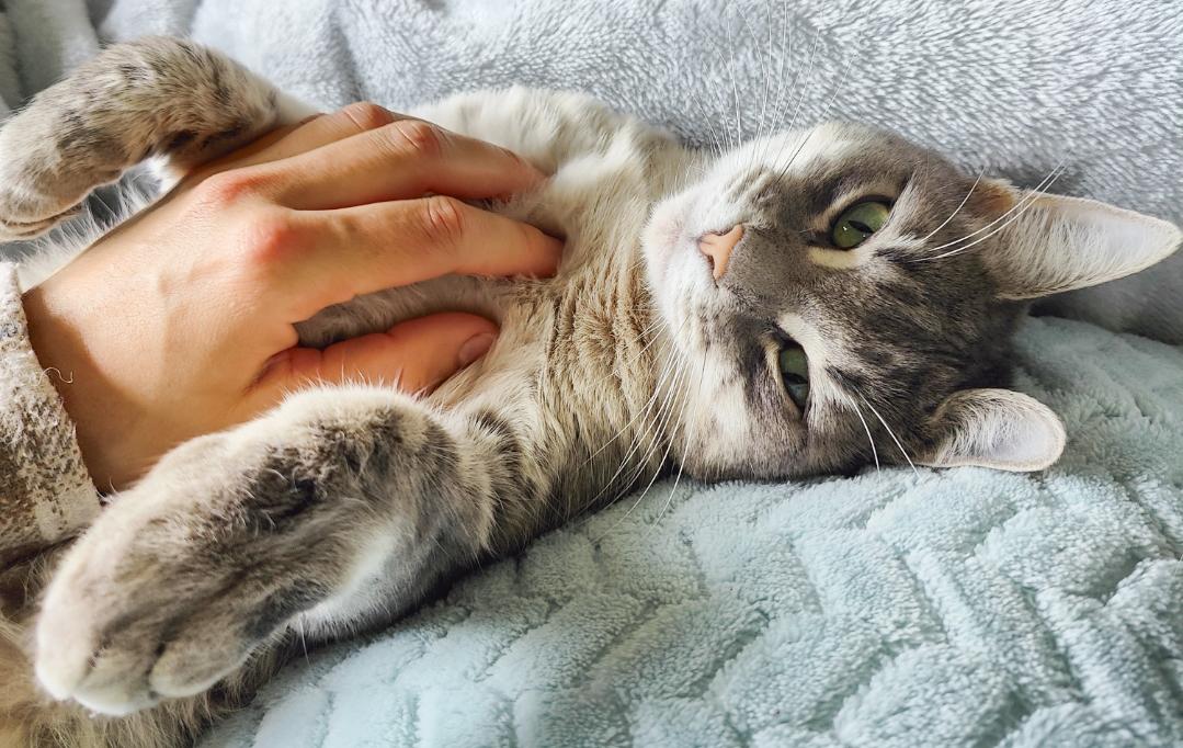 New pet rules for renters from 1 December