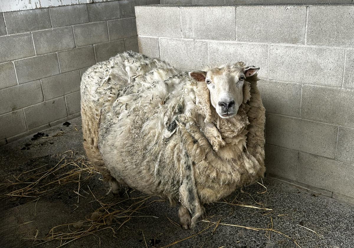 From rescued to rehomed: Fiona, our very own Shrek