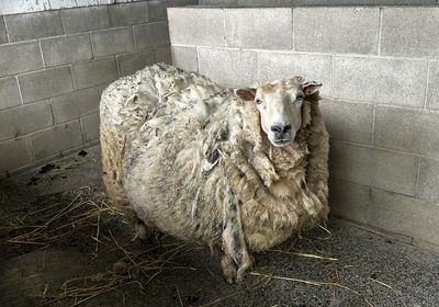 From rescued to rehomed: Fiona, our very own Shrek