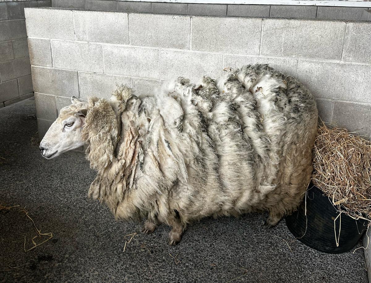 An overgrown white sheep stands in a concrete pen, her nose running from stress.