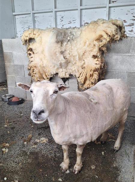 A shorn white sheep stands proudly in front of a dirty, matted wool coat.
