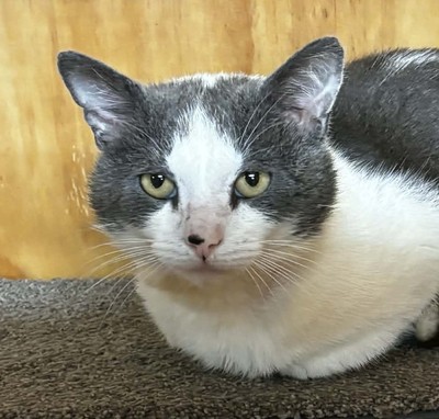 Jarvis - Domestic Short Hair